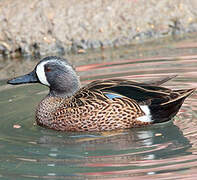 Blue-winged Teal