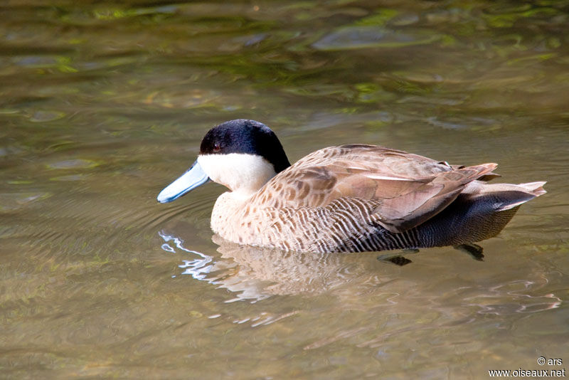 Silver Teal, identification