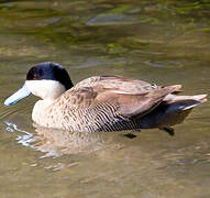 Silver Teal