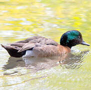 Auckland Teal