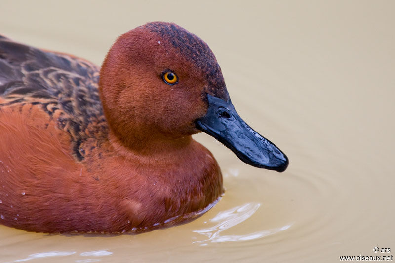 Cinnamon Teal, identification