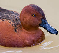 Cinnamon Teal