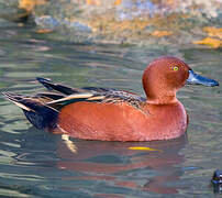 Cinnamon Teal