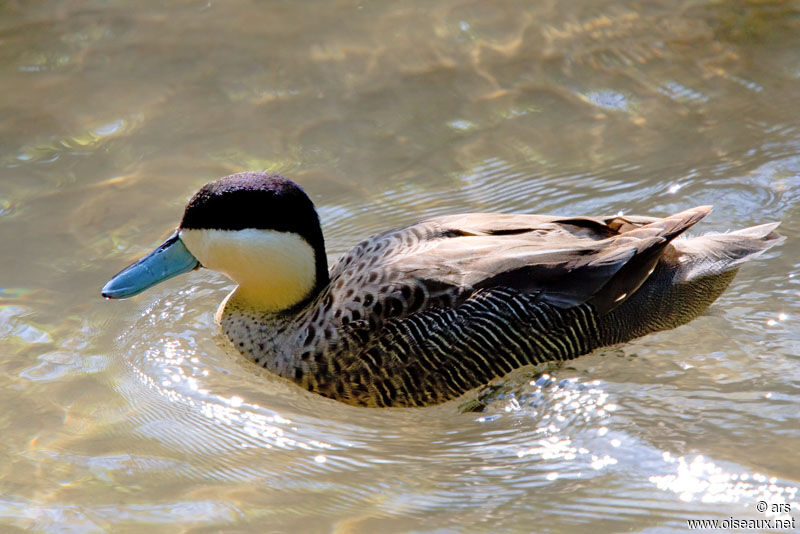 Puna Teal, identification