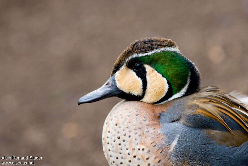 Baikal Teal male adult breeding, close-up portrait