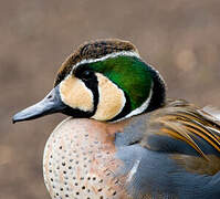 Baikal Teal