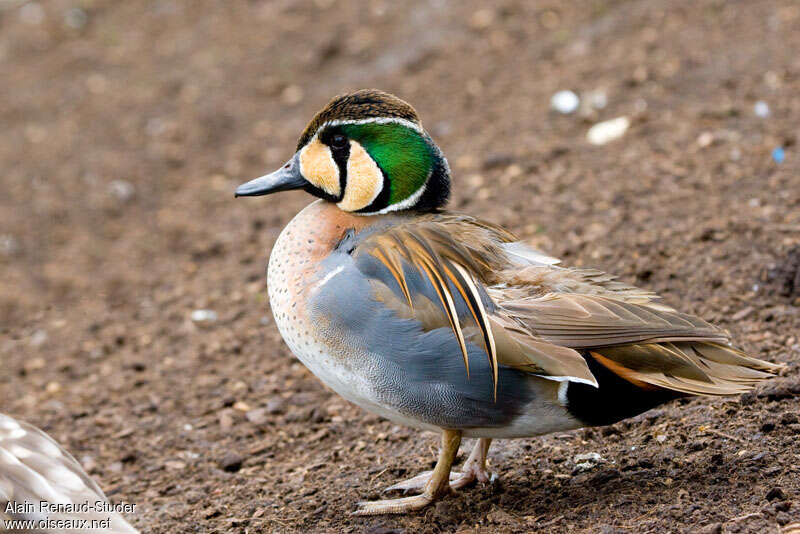 Sarcelle élégante mâle adulte, identification