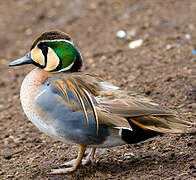 Baikal Teal