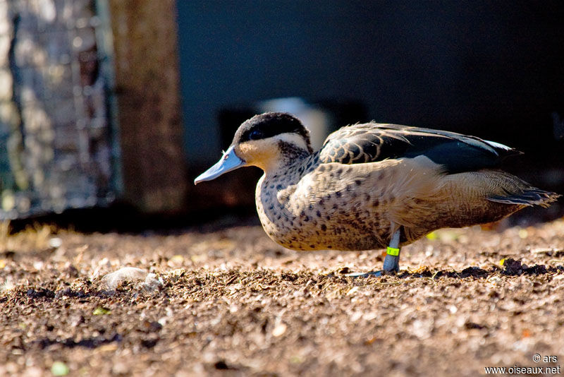 Hottentot Teal, identification