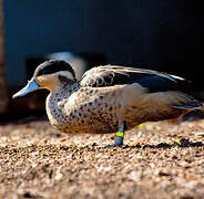 Blue-billed Teal