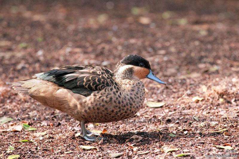 Blue-billed Teal, identification