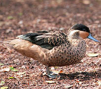 Blue-billed Teal