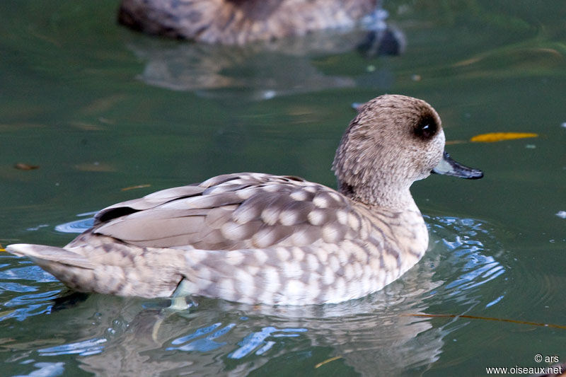 Sarcelle marbrée, identification