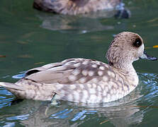 Marbled Duck