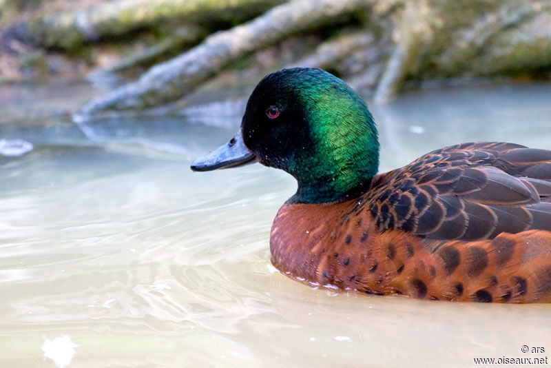 Chestnut Teal, identification