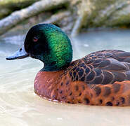 Chestnut Teal