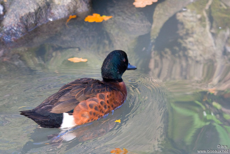 Chestnut Teal, identification