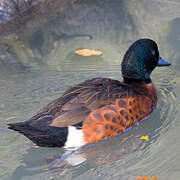 Chestnut Teal