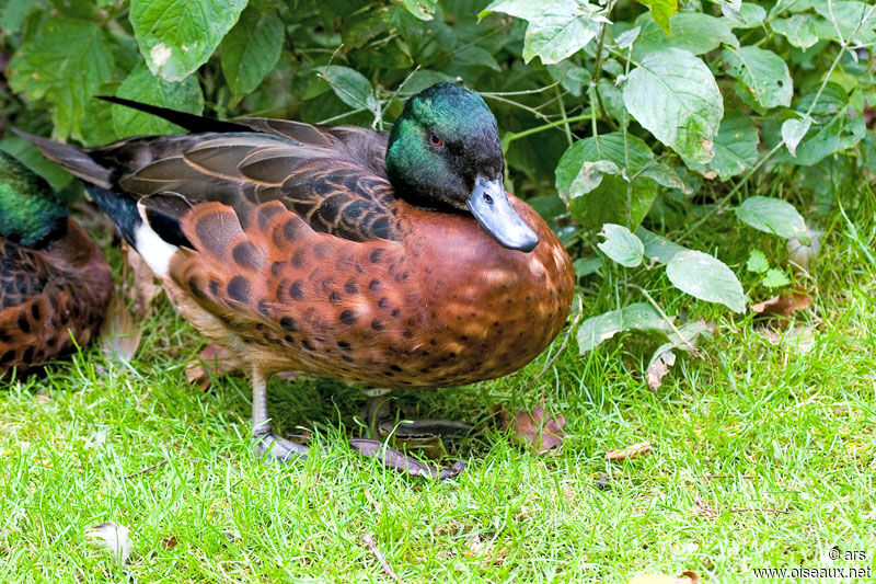 Chestnut Teal, identification