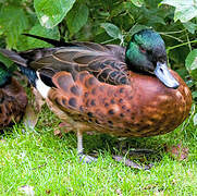 Chestnut Teal