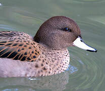 Yellow-billed Teal