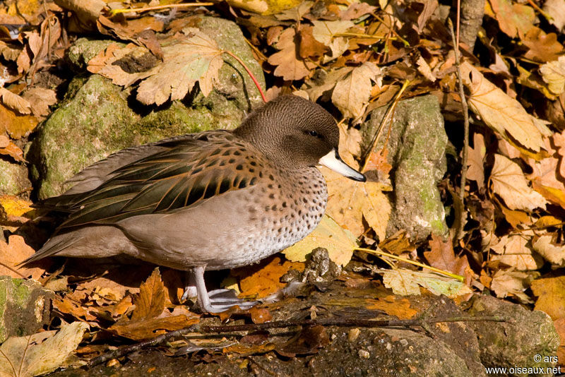 Sarcelle tachetée, identification