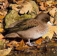 Yellow-billed Teal