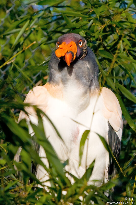 King Vulture, identification