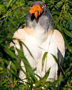 King Vulture