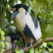 Boat-billed Heron