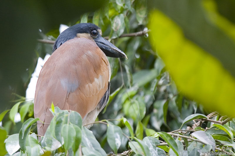 Savacou huppé, identification