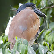 Boat-billed Heron