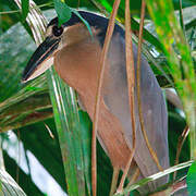 Boat-billed Heron