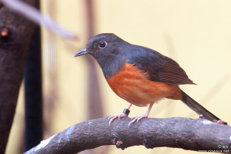 White-rumped Shama, identification