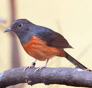 White-rumped Shama