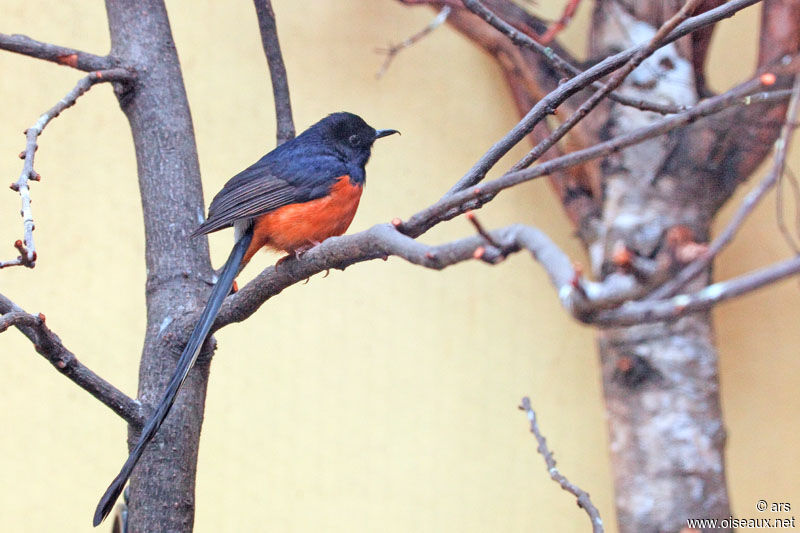 White-rumped Shama, identification