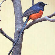 White-rumped Shama