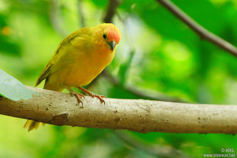 Saffron Finch, identification