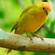 Saffron Finch