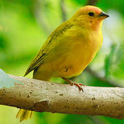 Saffron Finch