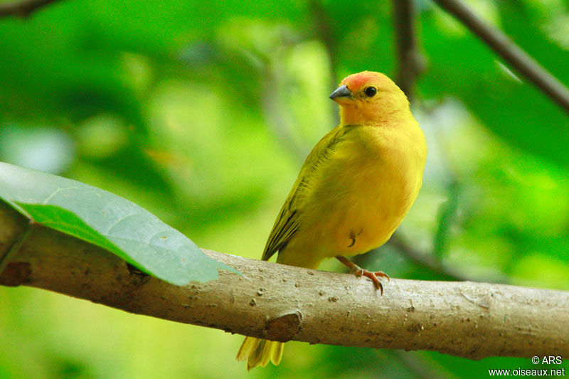 Saffron Finch, identification