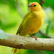 Saffron Finch