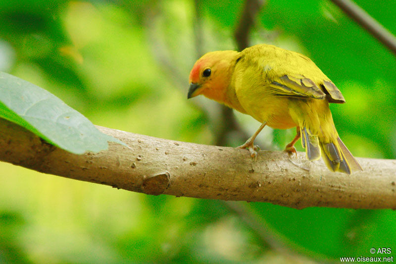 Saffron Finch, identification