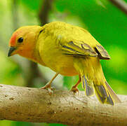 Saffron Finch