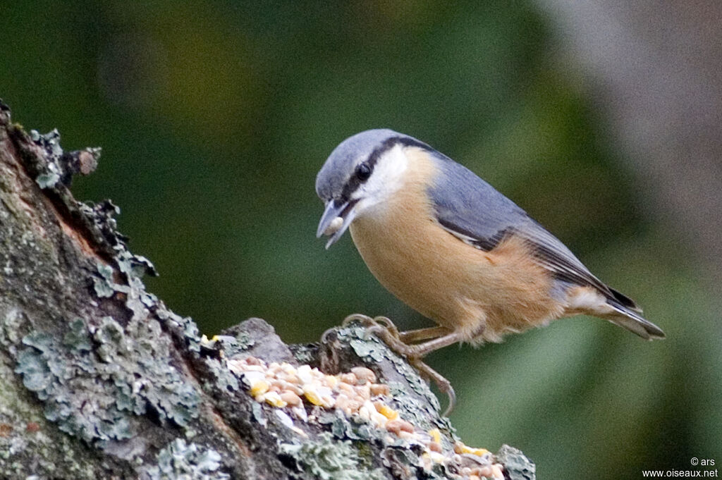 Eurasian Nuthatch, identification