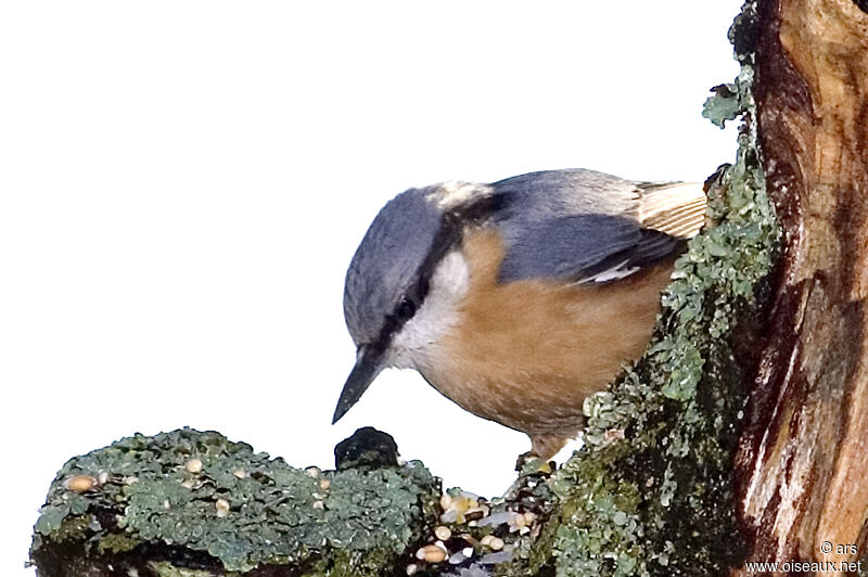 Sittelle torchepot, identification