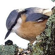 Eurasian Nuthatch