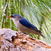 Velvet-fronted Nuthatch