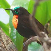 Scarlet-chested Sunbird