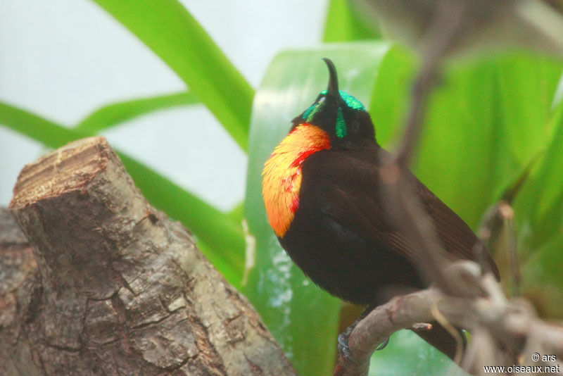 Souimanga à poitrine rouge mâle, identification